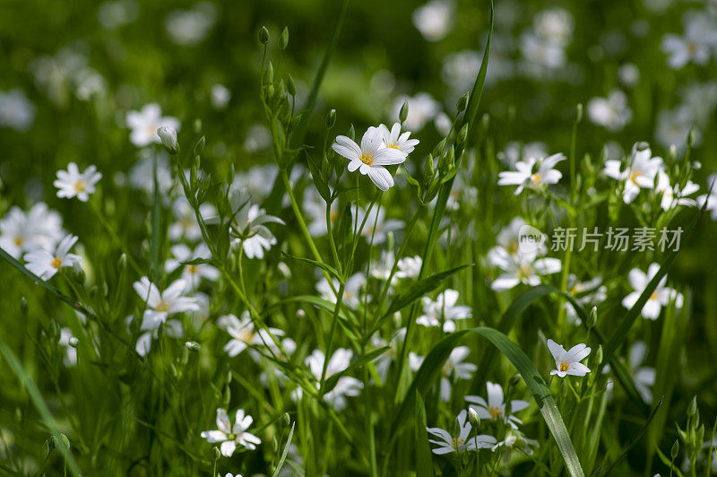 白瑞香(Stellaria holostea)是一种亮白色开花的野生森林植物，白瑞香(rabelera greater starwort addersmeat)开花